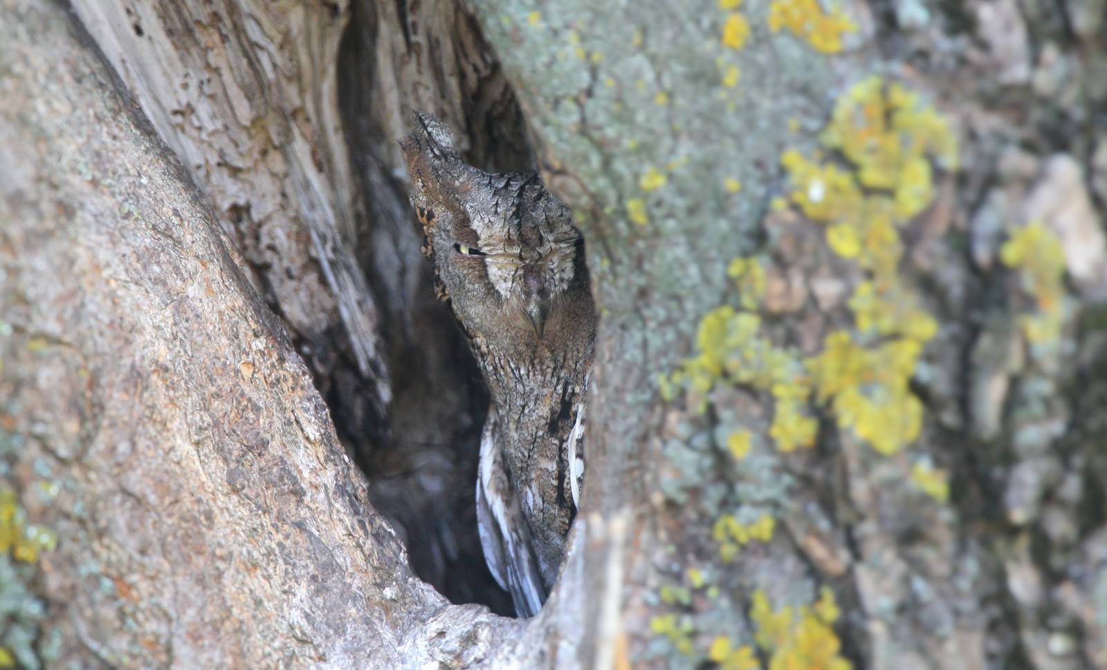 An owl sits inside a tree hollow, its feathers blending in with the rough bark of the tree.