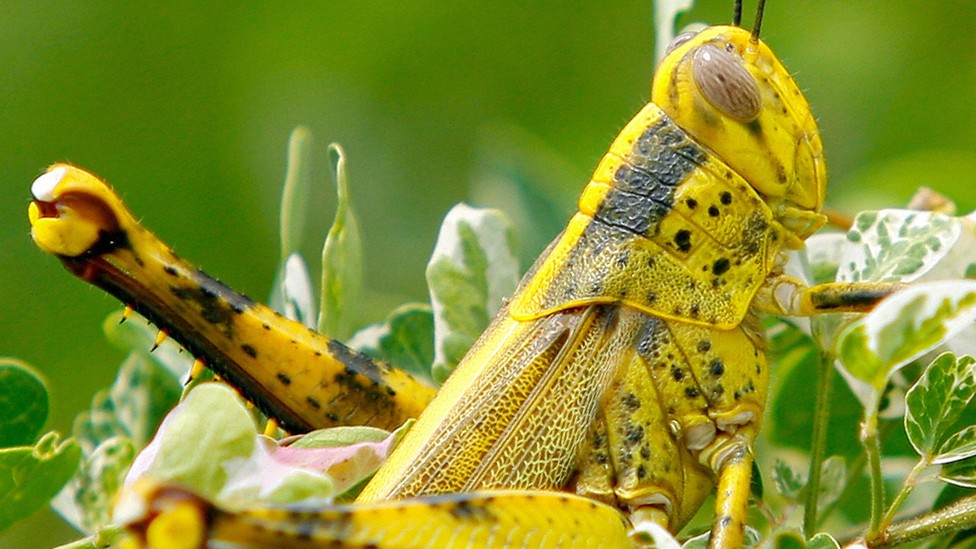 Global Warming Means Insects Will Eat More Crops - The Atlantic