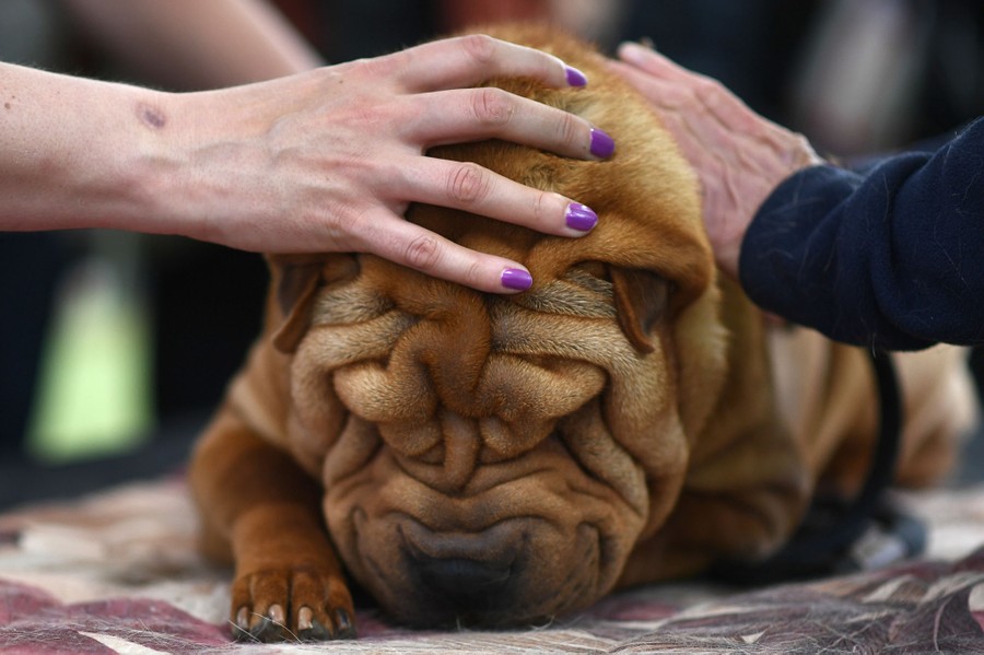 At least two people pet a wrinkly, resting dog.