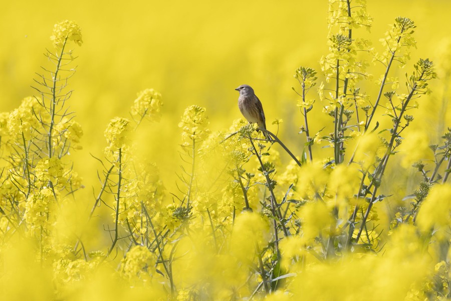 A small bird rests on a plant in a field of bright flowers.