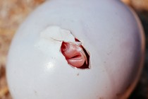 a honeyguide poking out of its egg