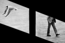 Photo montage with bird