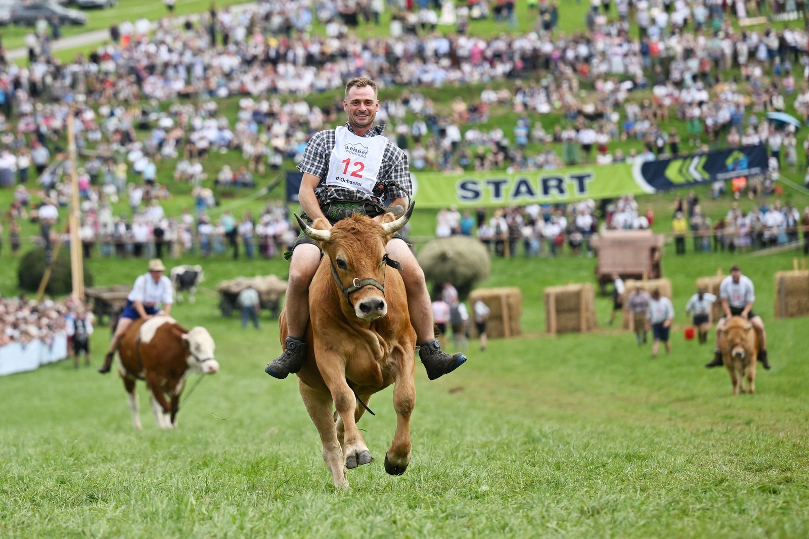Competitors ride cows on a grassy racecourse.
