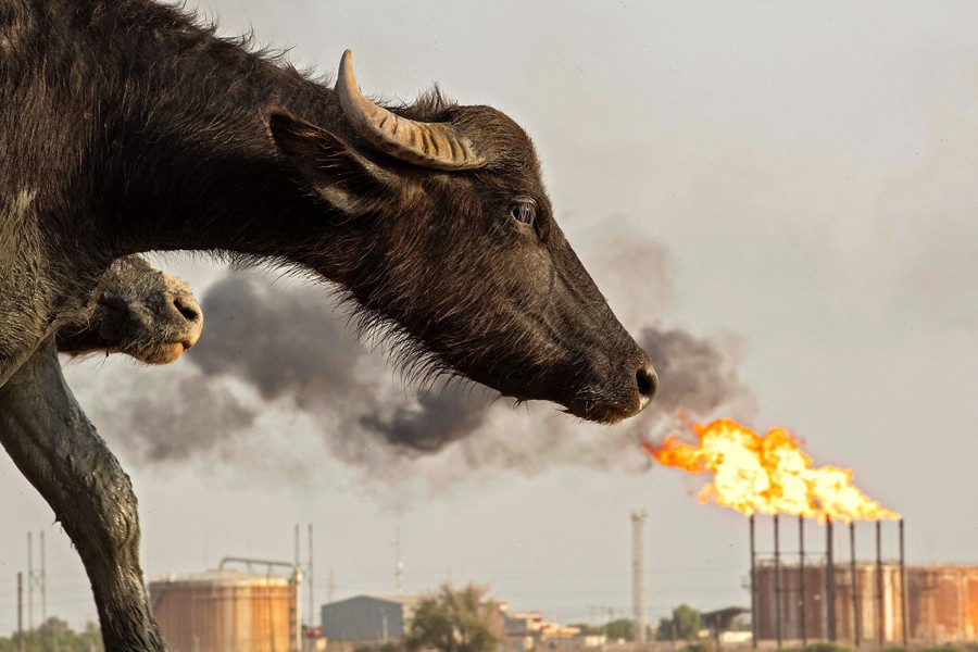 A water buffalo in the foreground, with flares from an oil field in the background.