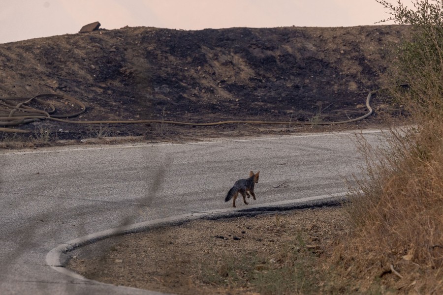 A fox runs down a road past scorched grass and brush.