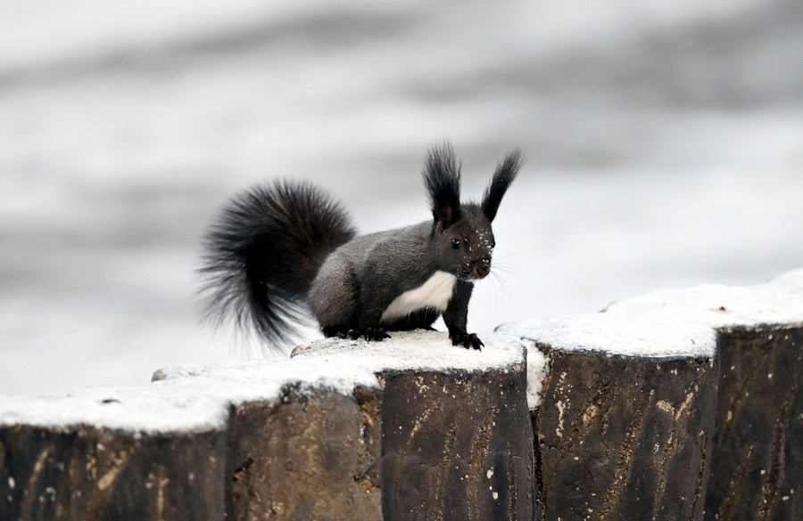 A black squirrel with tufted ears perches on a wall on a snowy day.