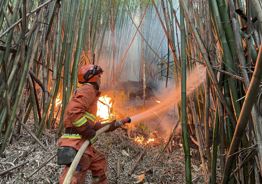 A firefighter sprays water from a hose into burning bamboo trees.