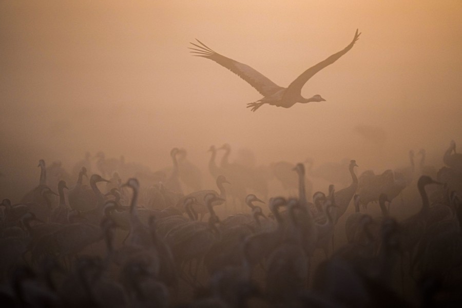 A flock of cranes gathers on a foggy day.