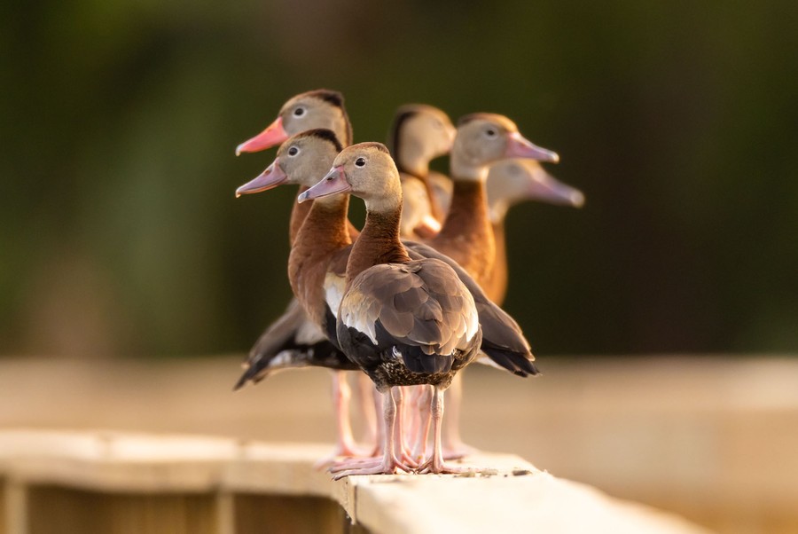 Seven black-bellied whistling-ducks stand on a boardwalk’s wide wooden railing.
