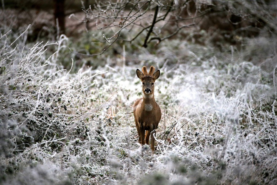 A deer stands among frost-covered foliage.