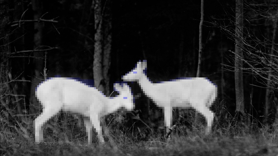 A slightly pixelated black and white photo of two deer in the woods