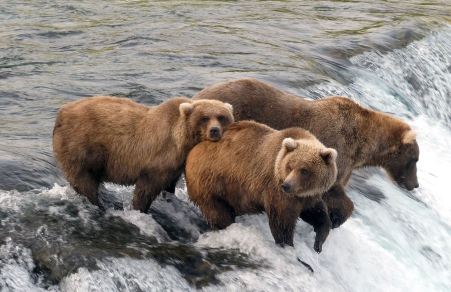Three large brown bears stand in a waterfall, catching salmon.