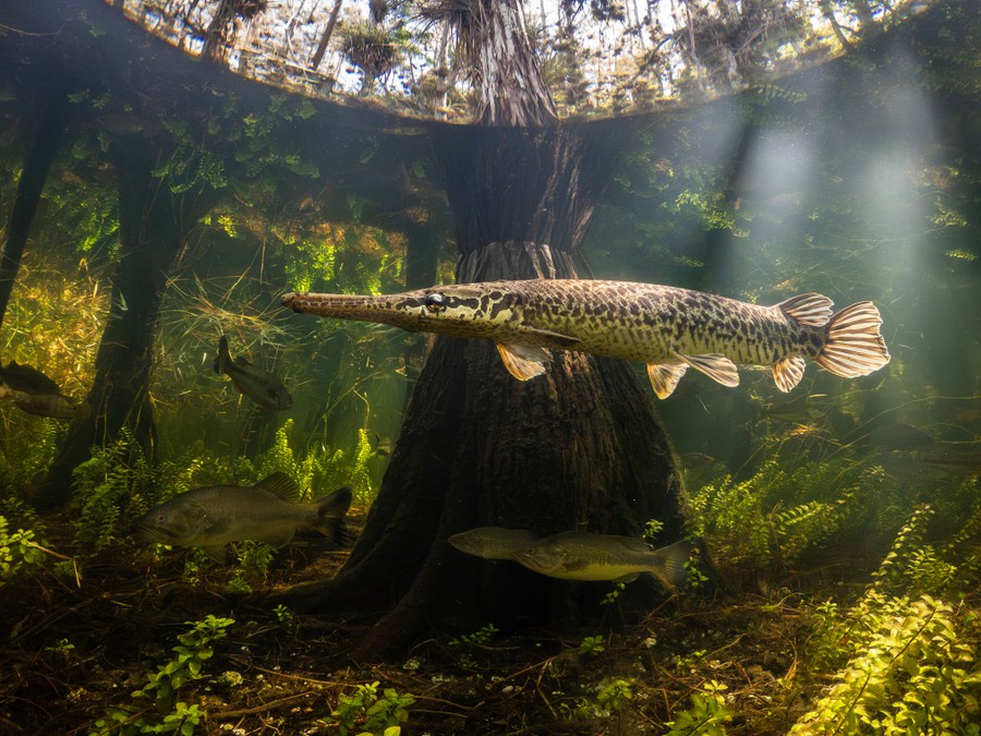 A large fish swims past the trunk of a cypress tree, underwater.