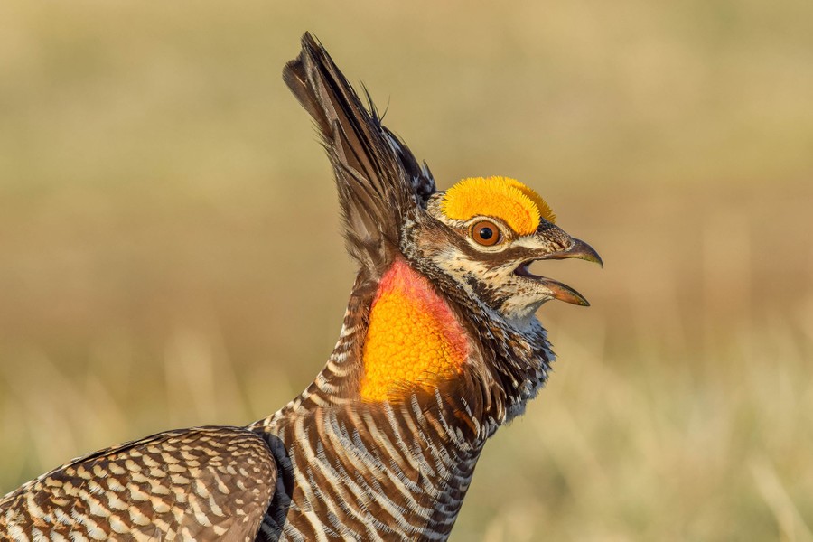 A greater prairie-chicken during a courtship display.