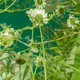 Photo looking up from ground through field of wildflowers