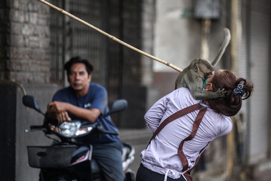 A person walking on a sidewalk reacts as a macaque attacks them, apparently biting their face.