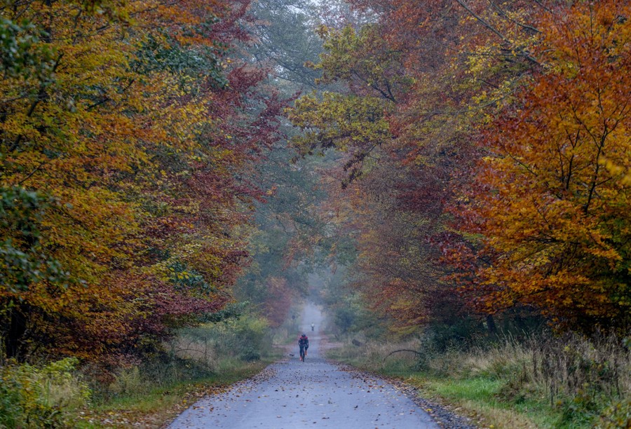 A man rides his bike on a small road in a forest.