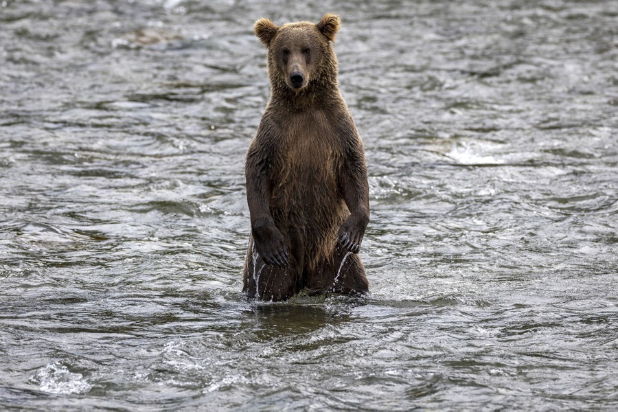 Brown Bears Fishing at Alaska's Brooks Falls - The Atlantic