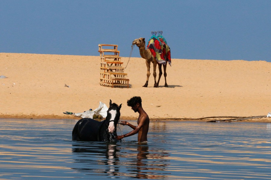 A man washes a horse in a river near a camel standing on the sandy shore.