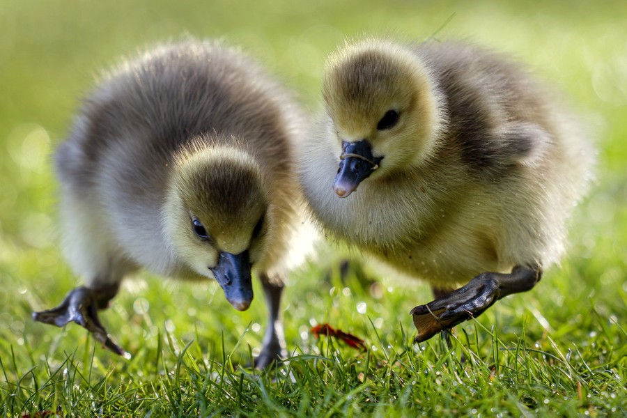 A close view of two small goslings in grass