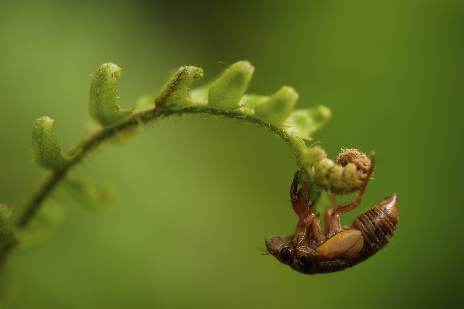 A cicada nymph climbs to the tip of a fern.