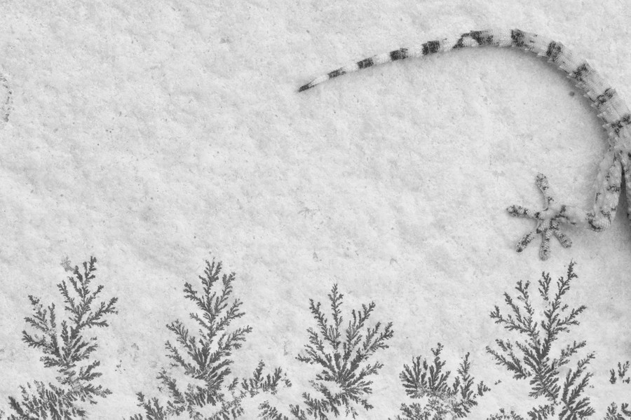 Branching shapes on a stone wall, with the tail and a foot of a small gecko visible
