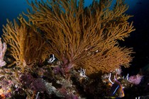 Soft coral, or Gorgonians, on a reef at the Sea of Cortez, in Baja California, Mexico