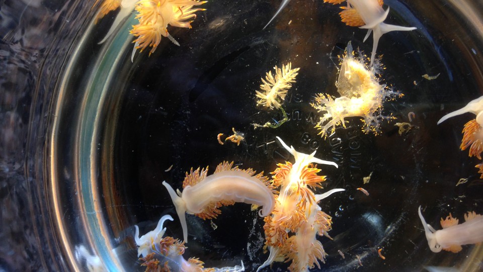 Sea slugs from a Japanese vessel that washed ashore in Oregon in April 2015