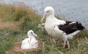 Nesting northern royal albatross on an island off New Zealand's coast