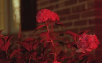 flowers glowing by a red light at night