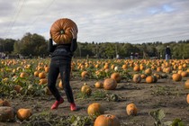 A person struggles to lift a large pumpkin while standing in a pumpkin patch.