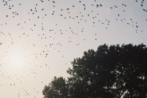 A flock of birds flying above a tree with the sun in the background, in golden hour