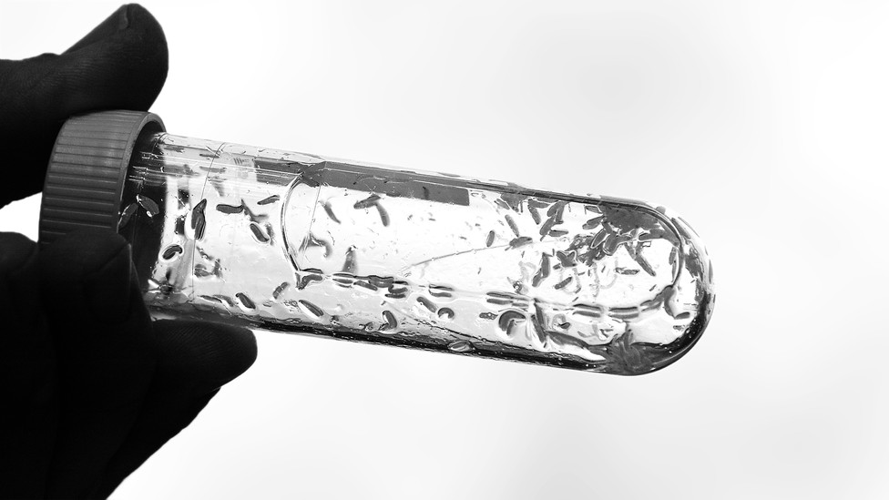 Maggots in a test tube