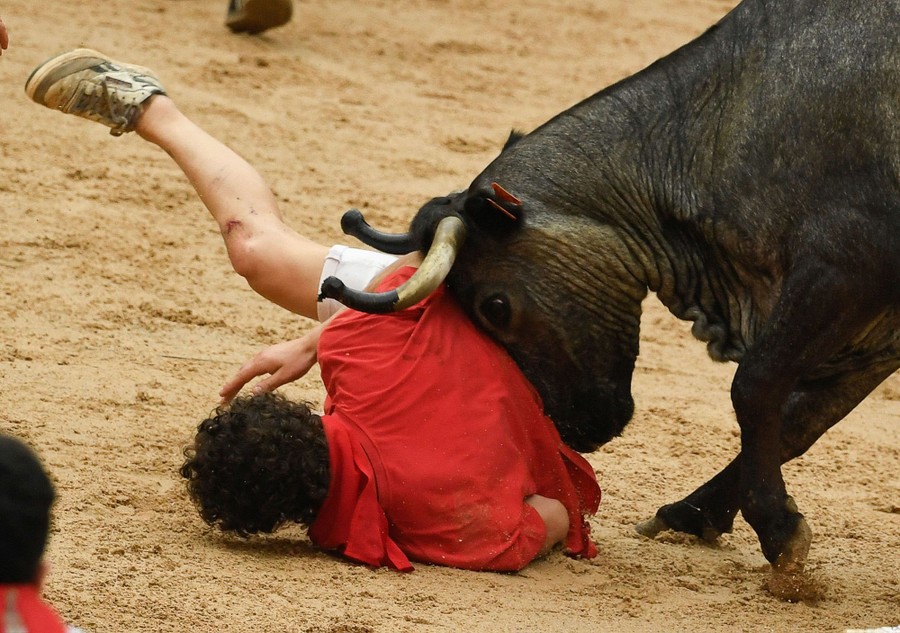 A steer pushes a person who has fallen inside a bullring.