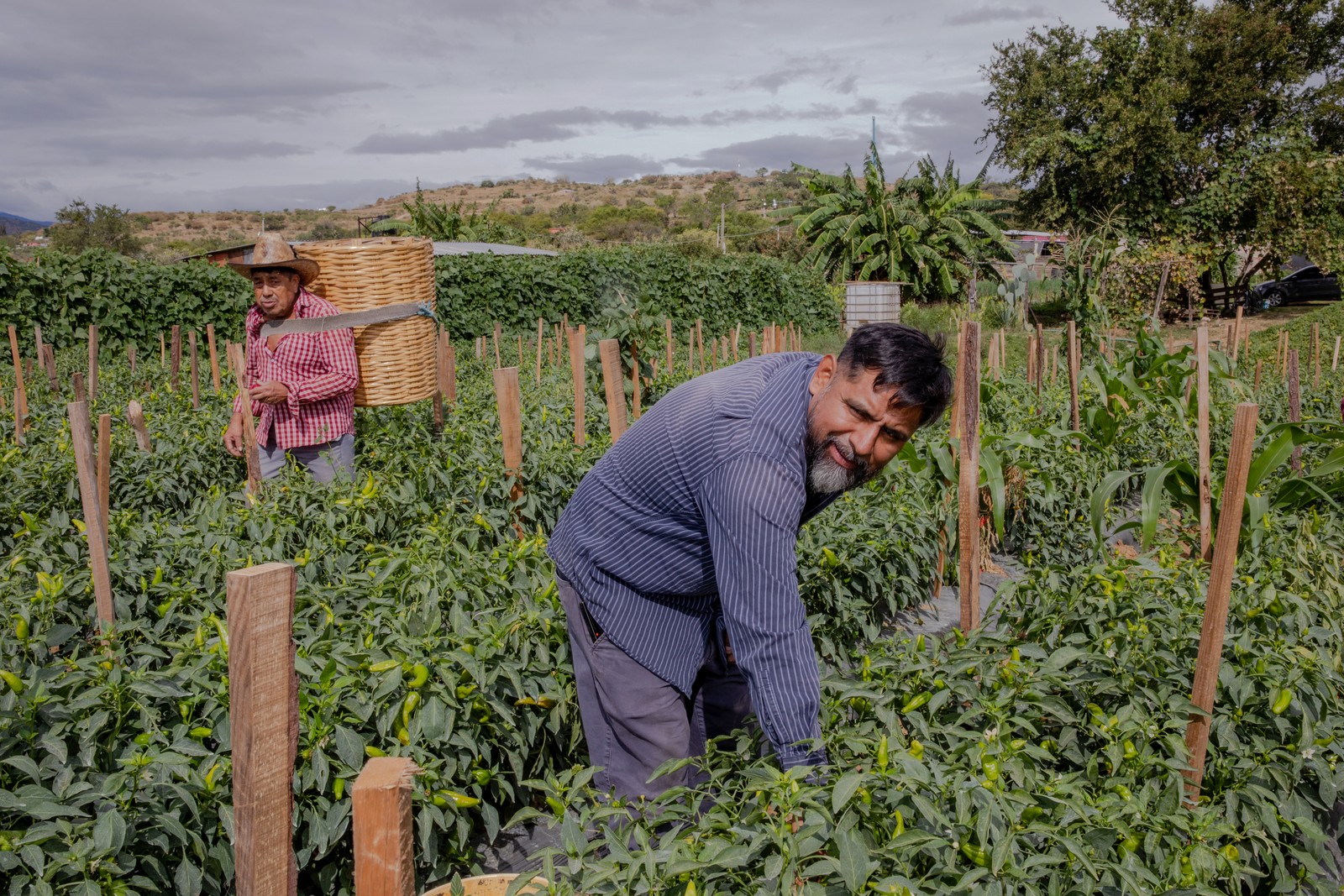 man in blue pants and shirt bends over a row of green plants at rural farm with man behind carrying large wicker basket strapped to chest