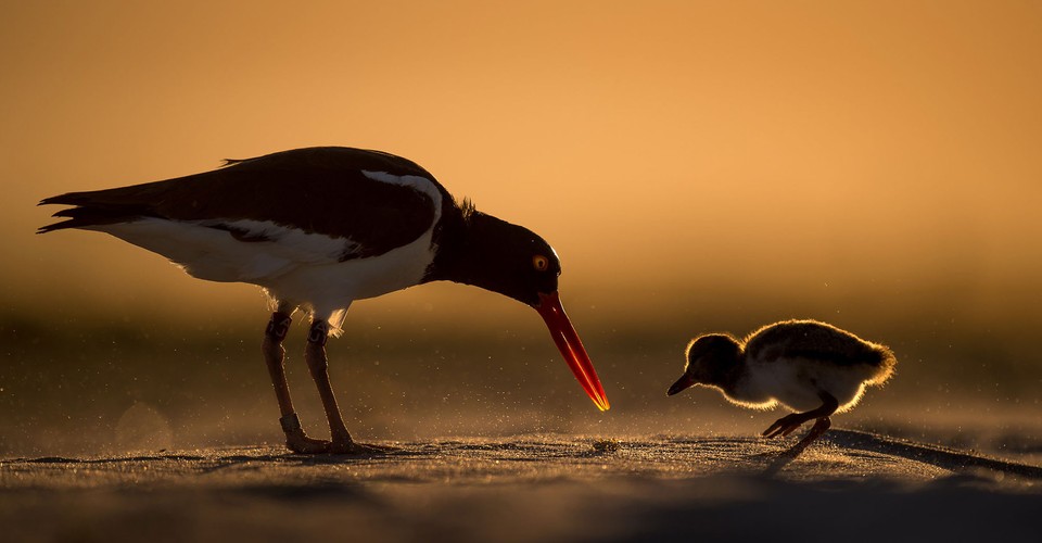 2018 Audubon Photography Awards - The Atlantic