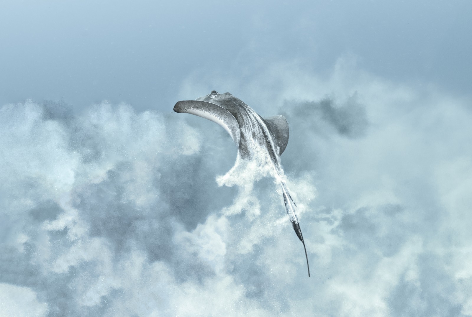 A stingray stirs up a cloud of sand as it swims away from the seafloor.