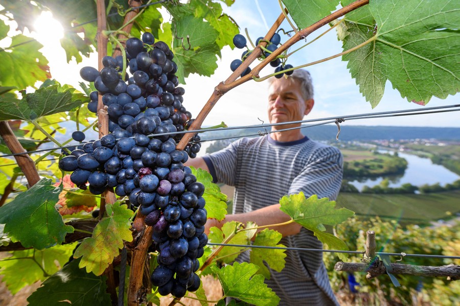 A person harvests grapes from a vineyard.