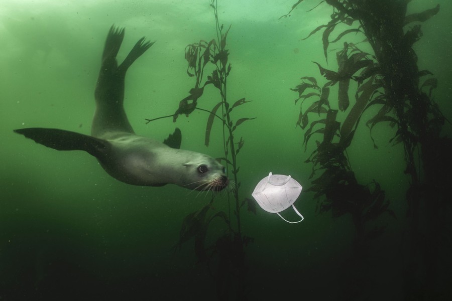 A sea lion swims to investigate a discarded protective face mask suspended underwater.