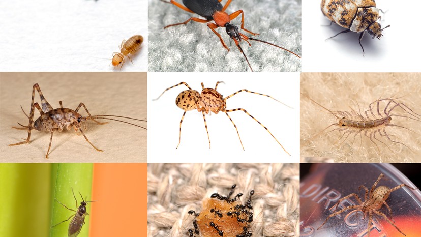 Census Reveals Just How Many Bugs Share the American Home - The Atlantic