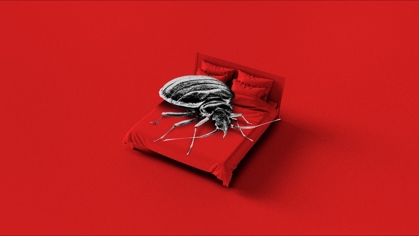 Bedbugs Are Getting Scarier - The Atlantic