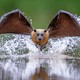 A flying fox, photographed face-on, wings out, flying through a splash of water