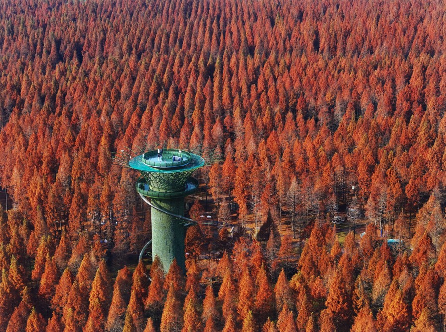 Several people atop an observation tower look out over a forest of autumn-colored trees.