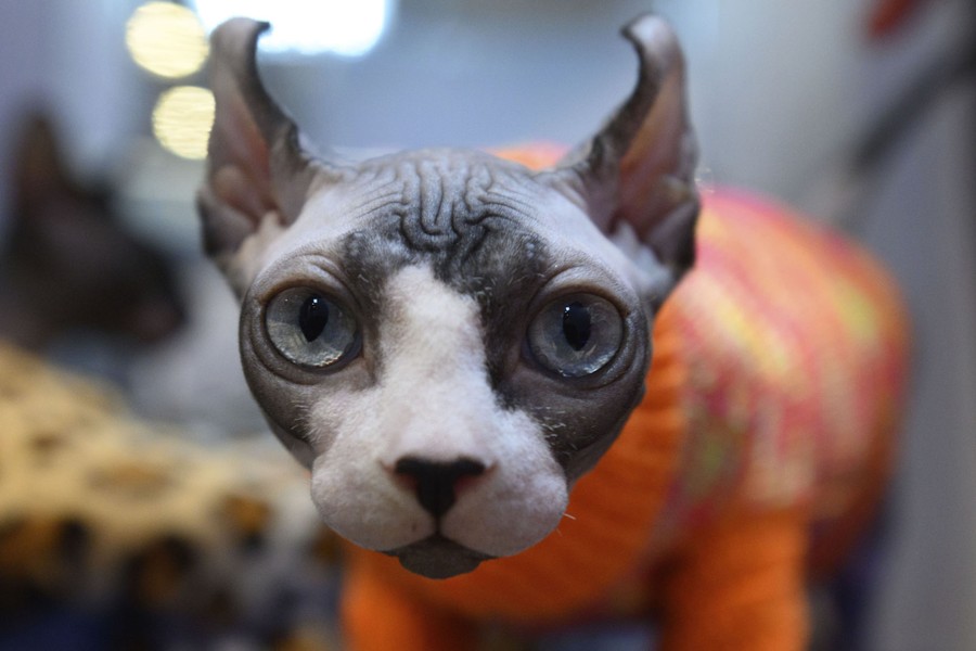 A close view of a small cat's face. It is wearing an orange sweater.