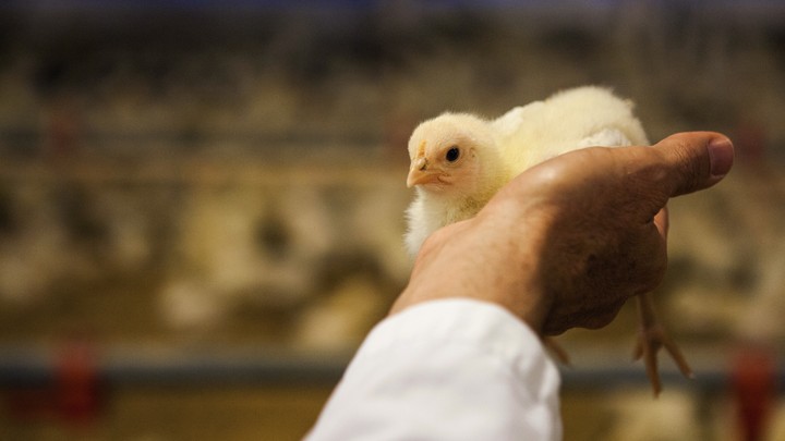 A veterinarian holds up a chick.