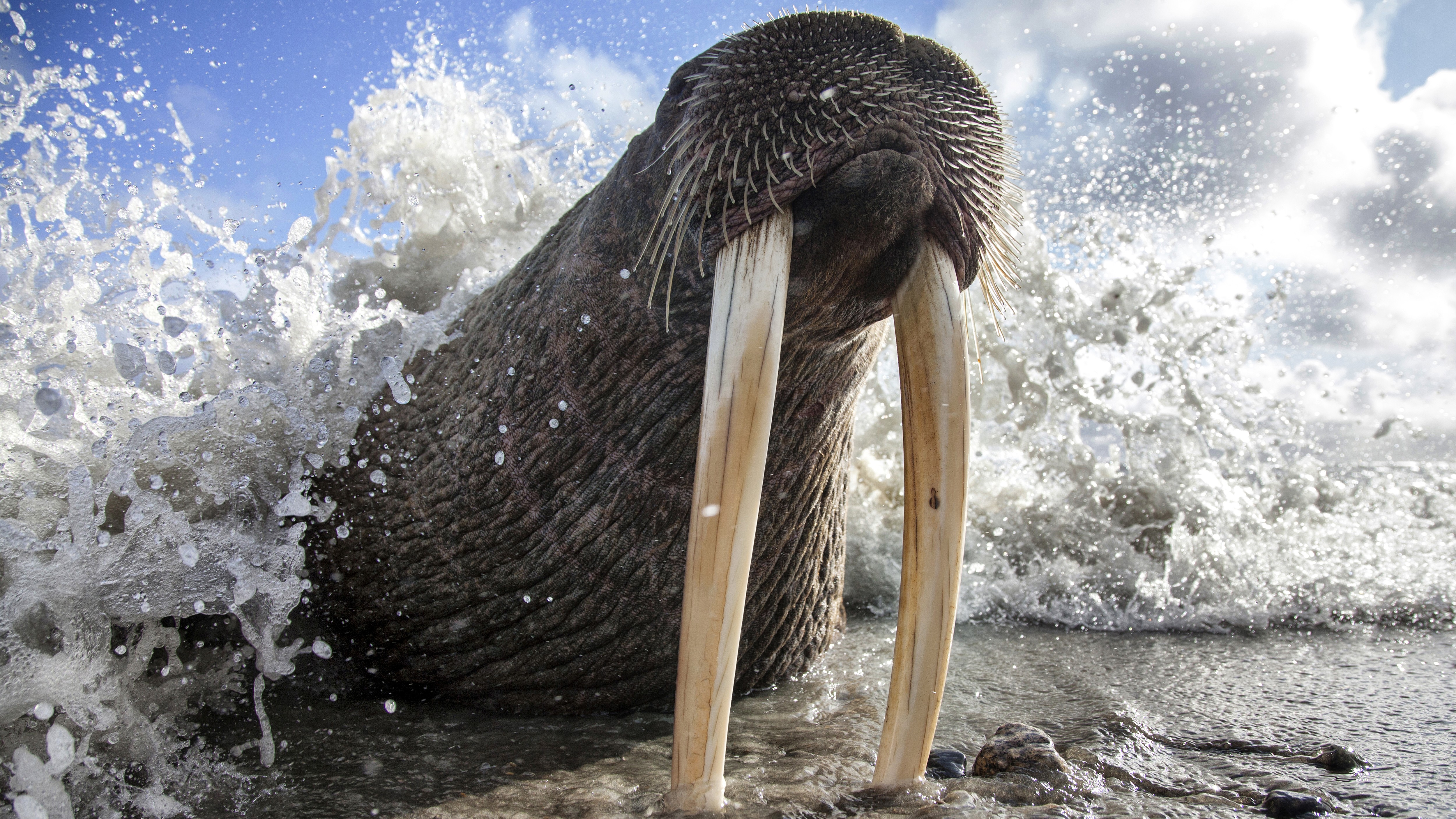Photos From Around the North Pacific