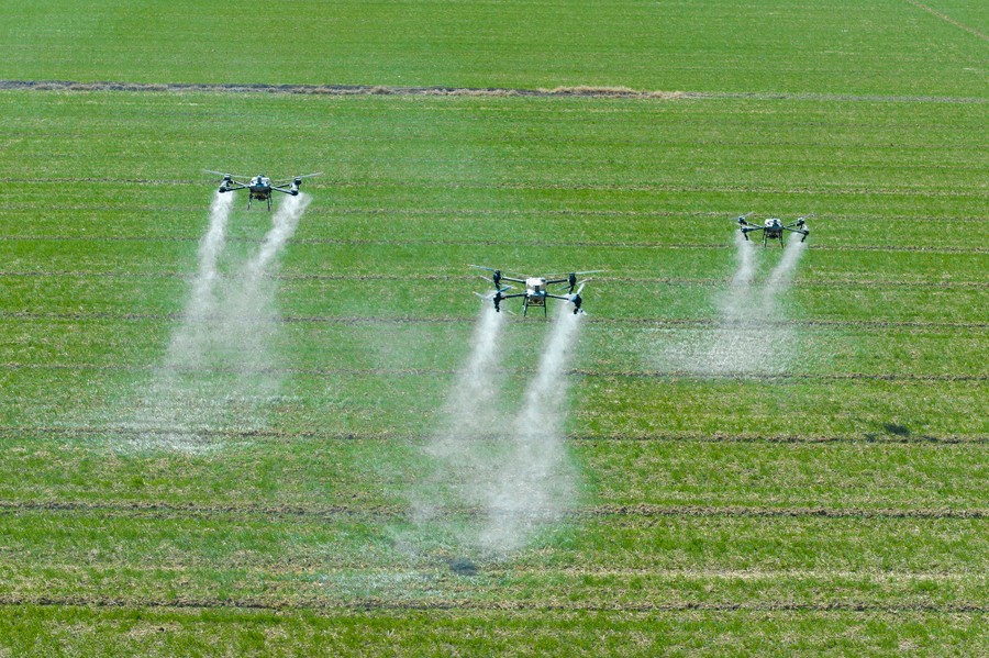 Three flying drones spray mist over a field of young wheat stalks.