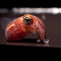 A Hawaiian bobtail squid