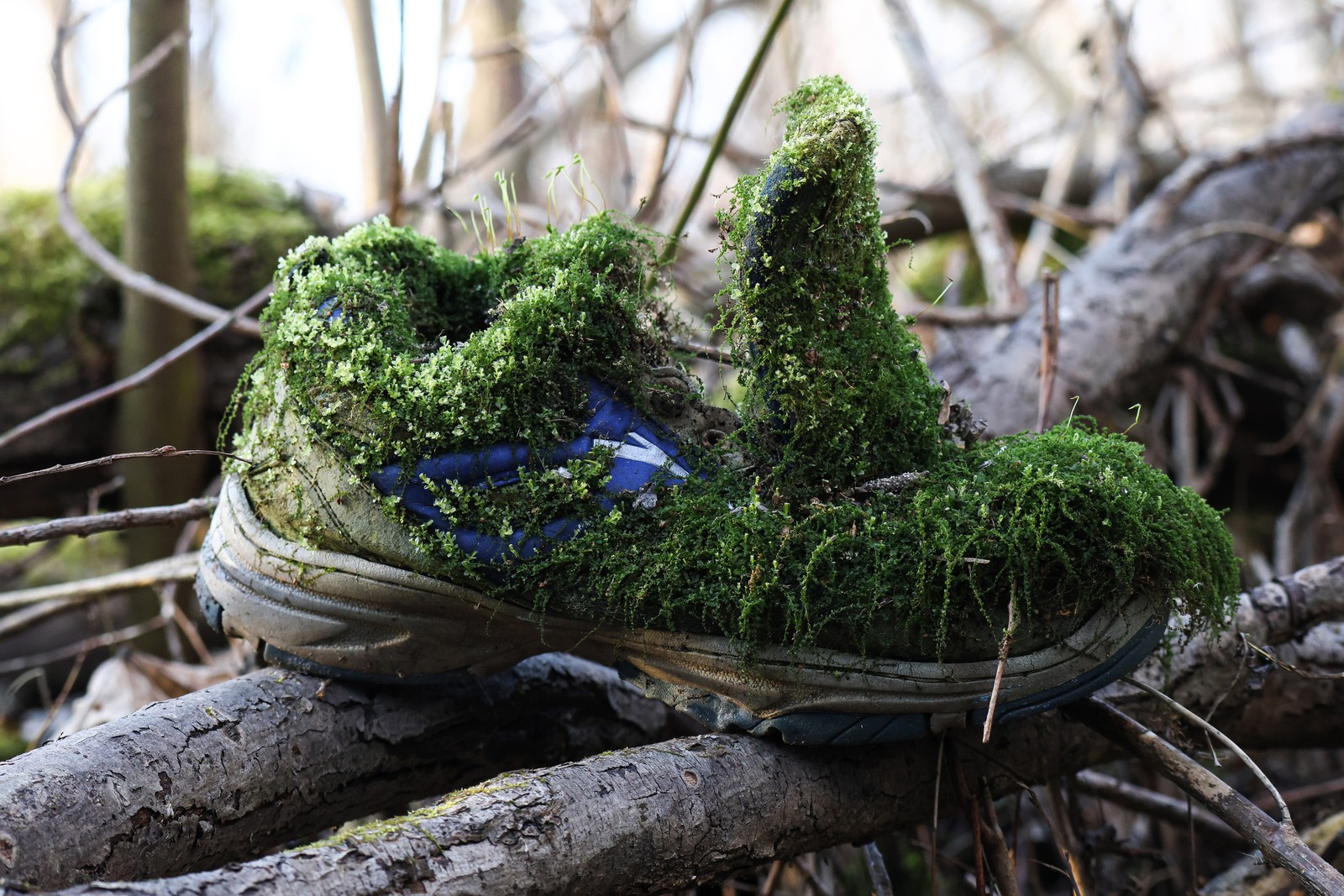 A discarded sneaker with thick layers of green moss lies on a fallen tree branch in a park.