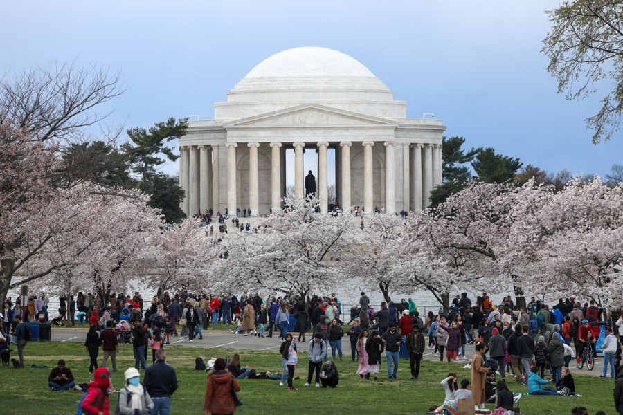 People gather in a park along blooming cherry trees; the Jefferson Memorial is in the background.